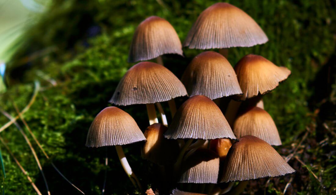 The Fungus Revolution How Mushrooms Are Secretly Taking Over 