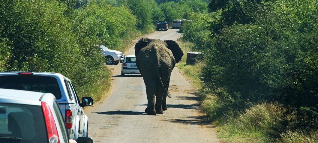 An elephant busy walking away.